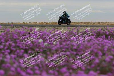 media/Jan-14-2023-SoCal Trackdays (Sat) [[497694156f]]/Turn 14 Exit Bloomig (145pm)/